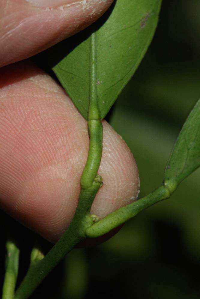              Petiole (Riverside, CA)       